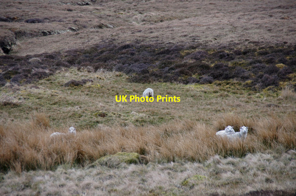 Photo 6"x4" Sheep along the Burns of Gutcher Gutcher c2012