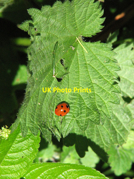 Photo 6"x4" Ladybird on nettle in Littly Wood, Ousden Ousden c2012