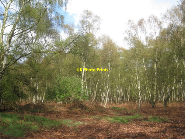 Photo 6"x4" Nettleton Wood Nettleton\/TA1000 c2012