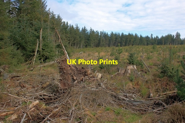 Photo 6"x4" Newly Planted Forest Staintondale c2012