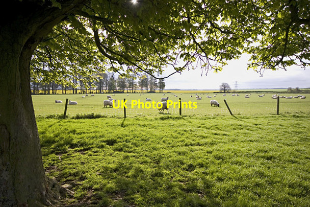 Photo 6"x4" Grazing near Rowley Manor Little Weighton c2012