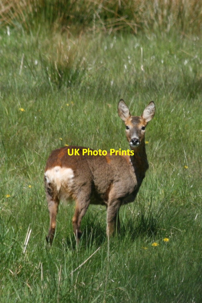 Photo 6"x4" Doe a deer, a female Roe Cranloch\/NJ2858 c2012