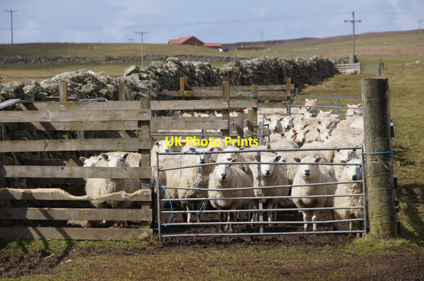 Photo 6"x4" Sheep gathered in at Uyeasound Uyeasound c2012
