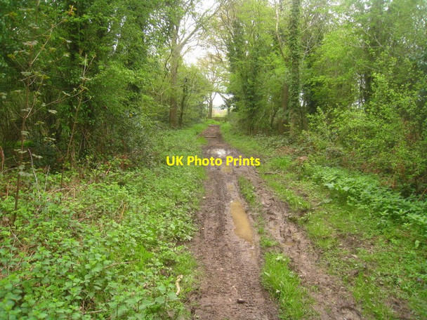 Photo 6"x4" Oxdrove Way Bentworth c2012