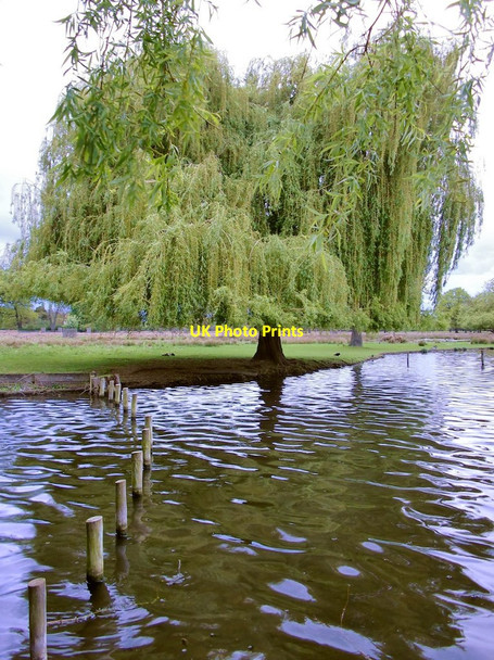 Photo 6"x4" By the Heron Pond, Bushy Park Teddington\/TQ1670 c2012