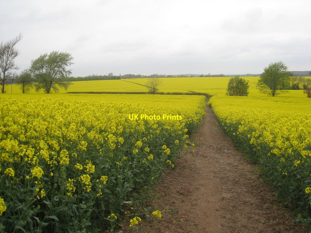 Photo 6"x4" Monoculture near Eakring Eakring c2012