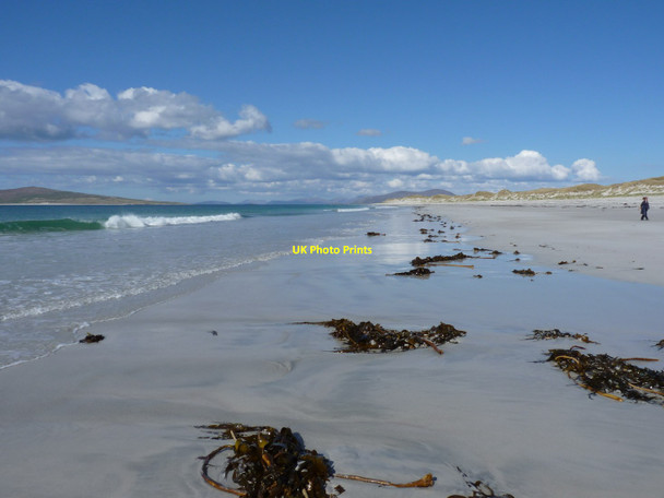 Photo 6"x4" Uprooted kelp on the beach Borgh\/NF9181 c2012