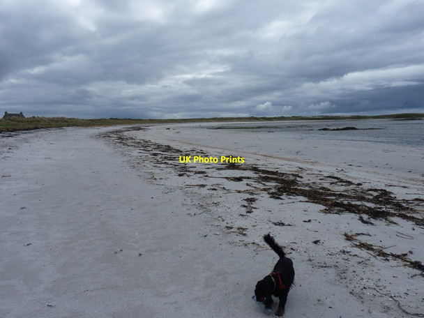Photo 6"x4" Daft dog finds another great beach to explore Hogha Gearraidh c2012