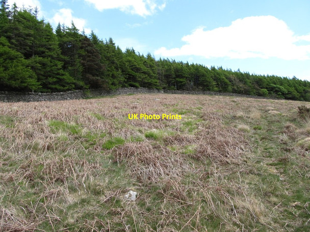Photo 6"x4" Last years bracken on dry site above the Tullybranigan River Bog Newcastle\/J3732 c2012