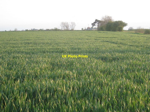 Photo 6"x4" Cow Pasture East Cowick c2012