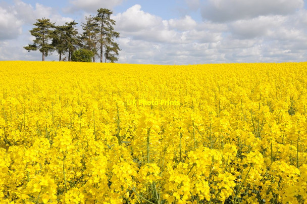 Photo 6"x4" Trees in an oilseed rape field Severn Stoke c2012