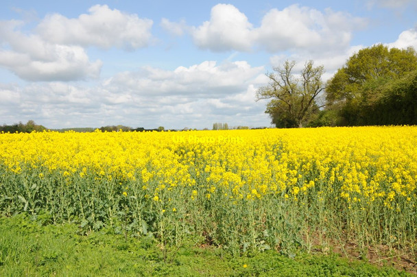 Photo 6"x4" Oilseed rape in blossom Birch Green\/SO8545 c2012