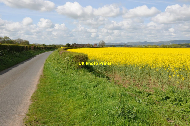 Photo 6"x4" Birch Lane and oilseed rape Severn Stoke c2012