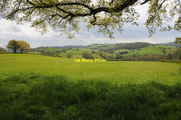 Photo 6"x4" Farmland on the edge of the forest Boxbush\/SO6720 c2012