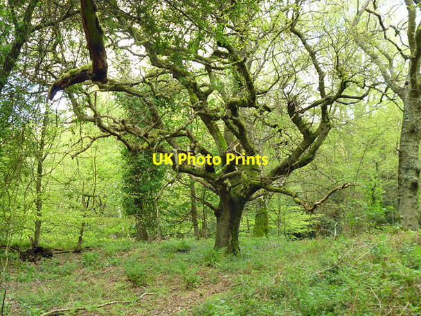 Photo 6"x4" Tree on Upperton Common Upperton\/SU9522 c2012
