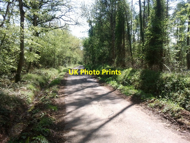 Photo 6"x4" Lane heading east in Ashclyst Forest Hollis Head c2012