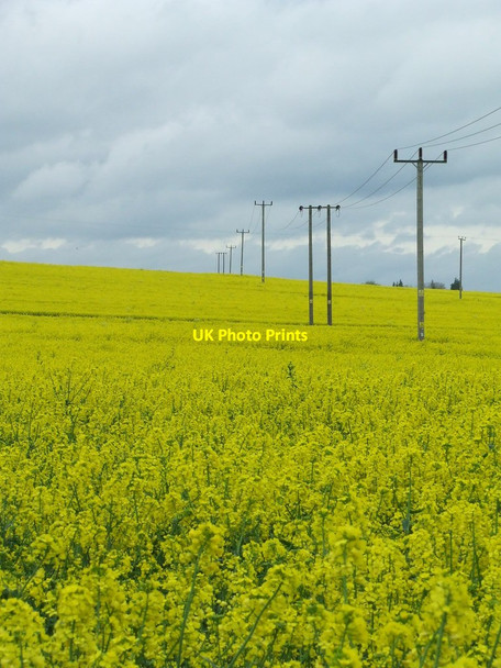 Photo 6"x4" Oil Seed Rape Calford Green c2012