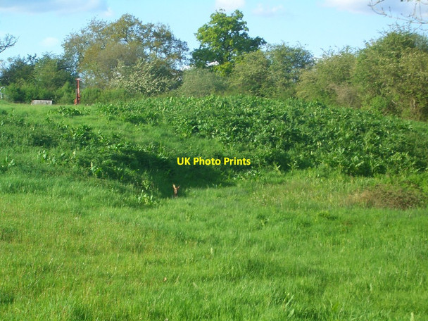 Photo 6"x4" Deer in Hiding! Littleworth\/TQ1920 c2012
