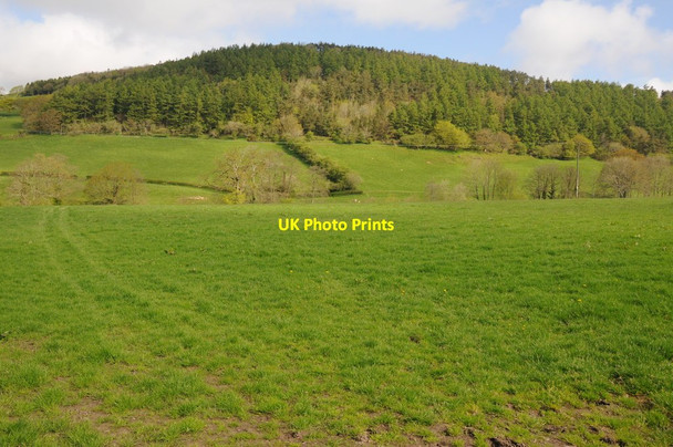 Photo 6"x4" Cilgwyn Wood Cilgwyn\/SN7429 c2012