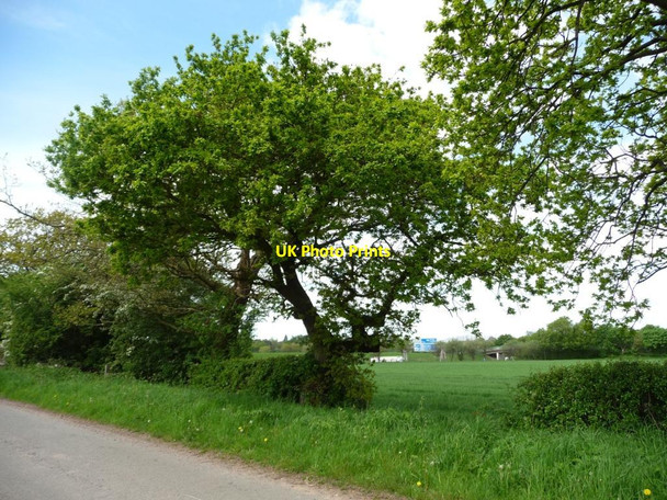 Photo 6"x4" Roadside trees, Sudlow Lane Knutsford c2012