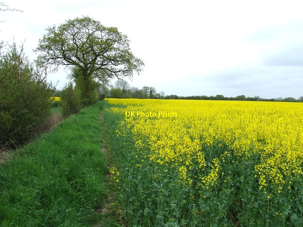 Photo 6"x4" Oil Seed Rape East End\/TM1559 c2012