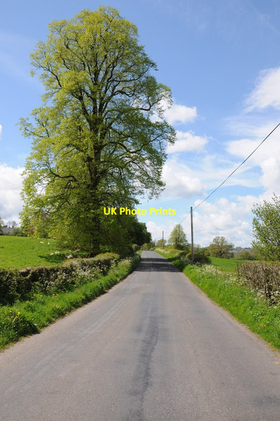 Photo 6"x4" Roadside tree Pontbren Araeth c2012
