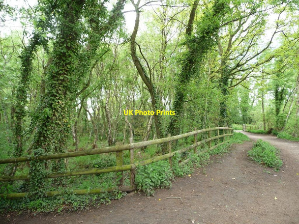 Photo 6"x4" Path on the western side of Shakerley Mere Allostock c2012