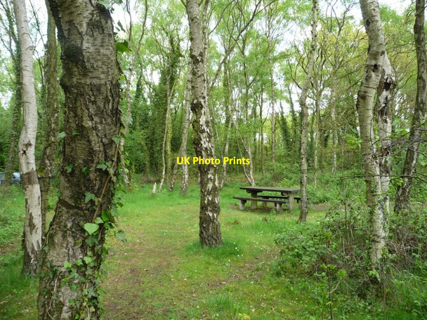Photo 6"x4" Picnic site, Shakerley Mere Allostock c2012