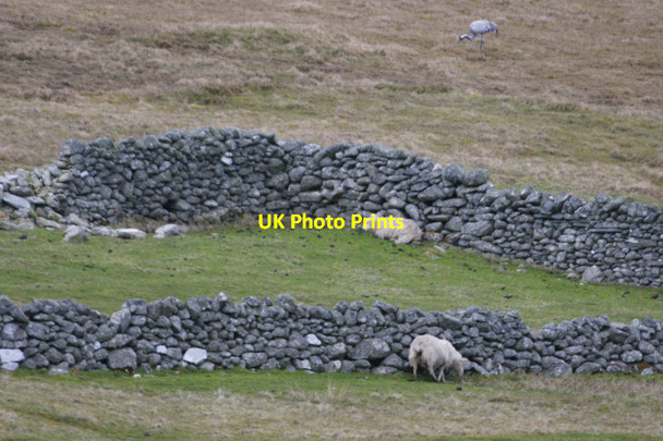 Photo 6"x4" Walls at Inner Skaw Kirkaton c2012