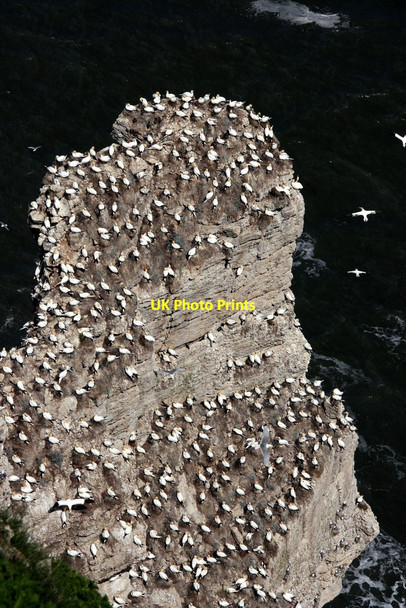 Photo 6"x4" Gannet Hotel Bempton c2012