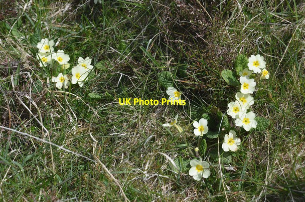 Photo 6"x4" Primroses in Glen Duian, Rum Glen Duian c2012