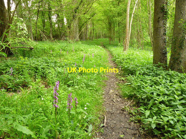 Photo 6"x4" Path in Spout Copse Dial Green c2012