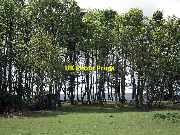 Photo 6"x4" Poole Harbour glimpsed through the trees Sandbanks c2012