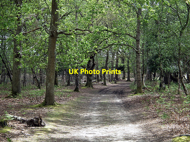Photo 6"x4" Track through the woods Sandbanks c2012