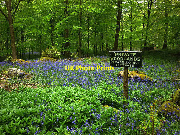 Photo 6"x4" Crag Wood is a private woodland Witherslack c2012