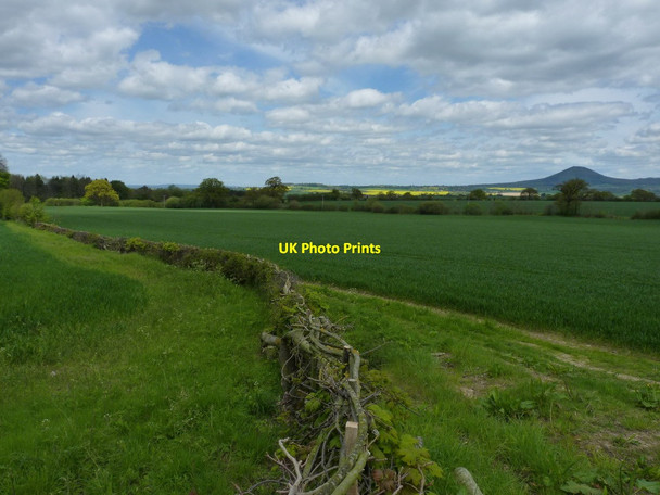 Photo 6"x4" Freshly laid hedge near Woodside Coundmoor c2012