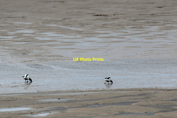 Photo 6"x4" Shelducks, Snettisham Beach, Norfolk Shepherd's Port c2012