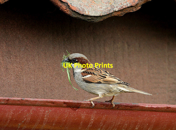 Photo 6"x4" A house sparrow at Knowes Farm Shop East Linton c2012