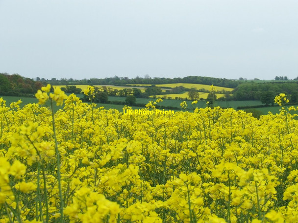 Photo 6"x4" Yellow And Green Dunstall Green c2012