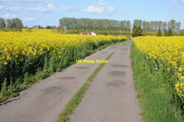 Photo 6"x4" Track and bridleway through an oilseed rape field Birch Green\/SO8545 c2012