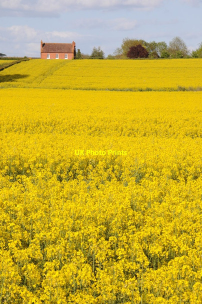 Photo 6"x4" Oilseed rape and a farmhouse Birch Green\/SO8545 c2012