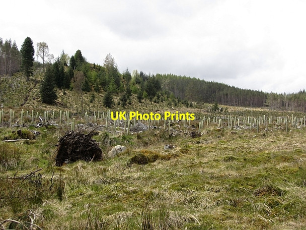 Photo 6"x4" Replanted woodland, Gallovie Kinloch Loggan c2012