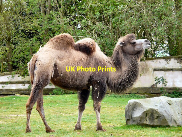 Photo 6"x4" Blackpool Zoo camel Blackpool\/SD3136 c2012