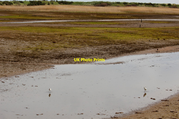 Photo 6"x4" Avocets (Recurvirostra avosetta), Titchwell, Norfolk Titchwell c2012