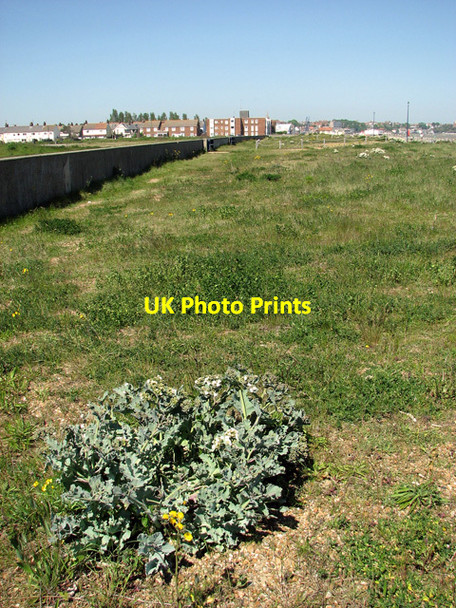 Photo 6"x4" Sea kale growing along the Esplanade, Felixstowe Felixstowe c2012