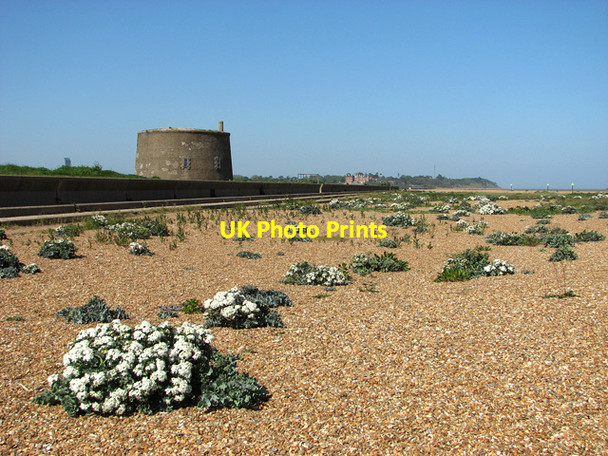 Photo 6"x4" Martello tower and sea kale at Old Felixstowe beach Felixstowe c2012