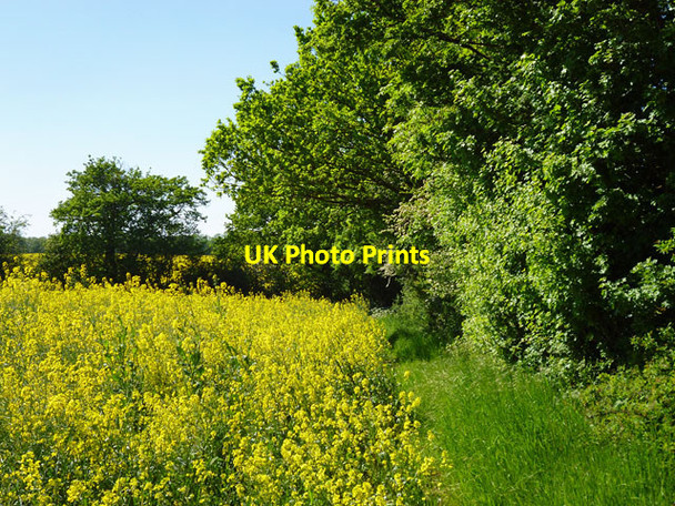 Photo 6"x4" Behind the hedge, Prince's Road Horseman Side c2012