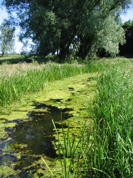 Photo 6"x4" Looking E along a drainage dike Grove Hill\/TR2360 c2008