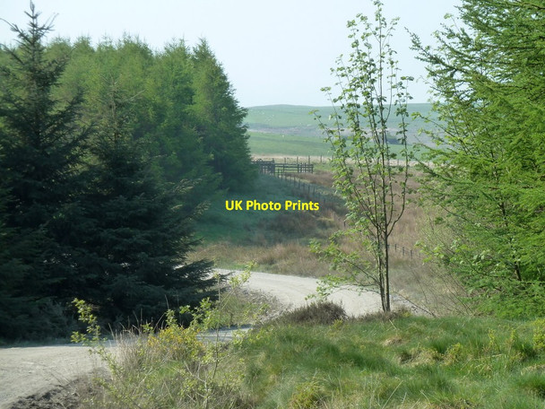 Photo 6"x4" Forest track David's Well c2012