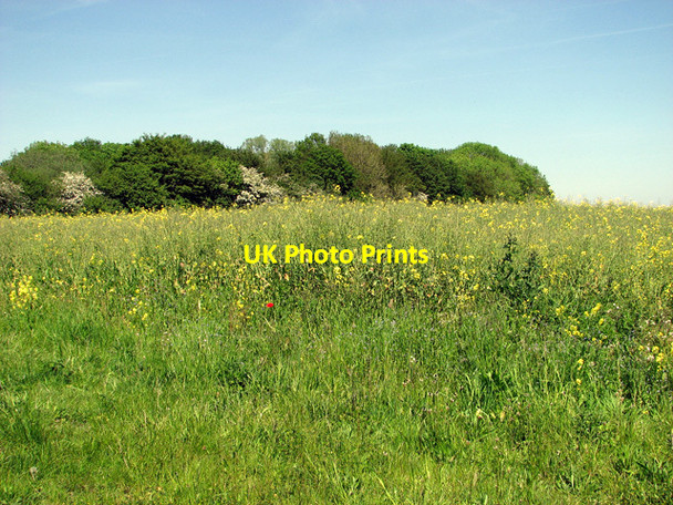 Photo 6"x4" Oilseed rape field beside Wash Lane Hedenham c2012